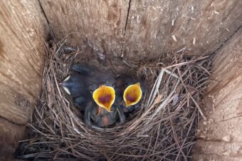 Hosting the Presence of God