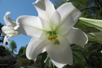 Finding Peace in the End